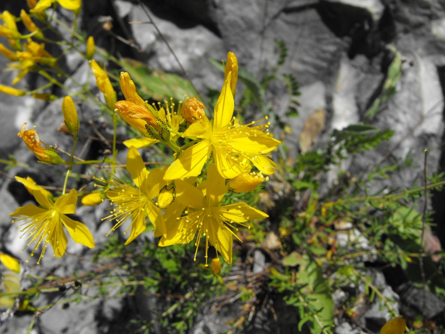 Hypericum coris / Erba di S. Giovanni aghifoglia