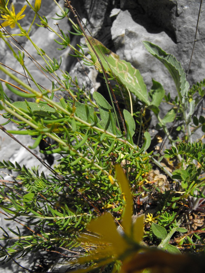 Hypericum coris / Erba di S. Giovanni aghifoglia