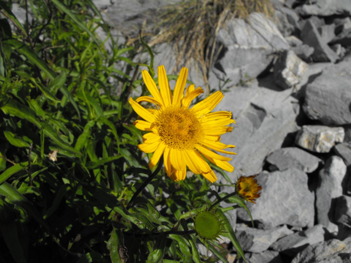 Buphthalmum salicifolium