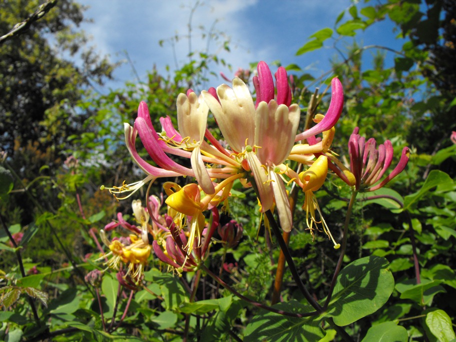 Lonicera periclymenum / Caprifoglio atlantico