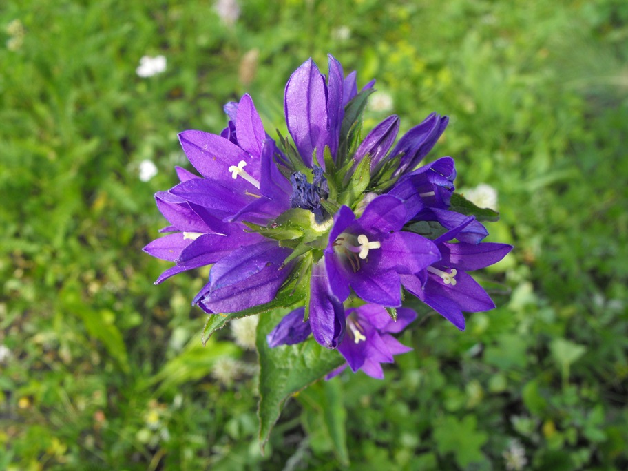 Campanula glomerata