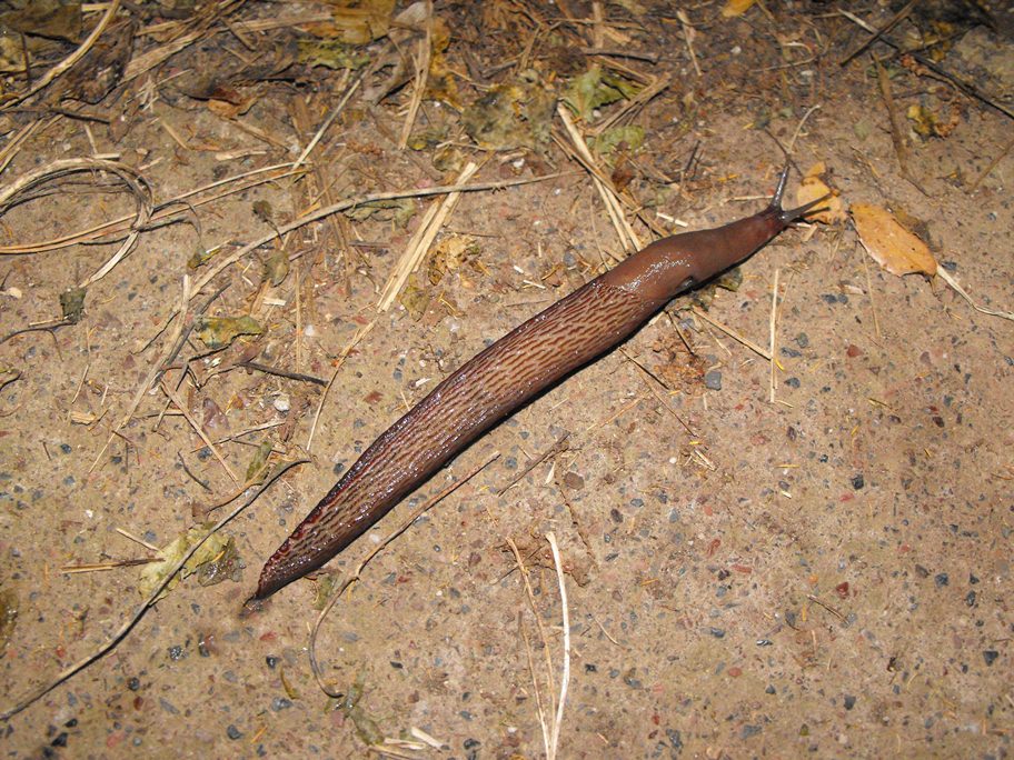 Limax del dacampi-gruppo in Val Graveglia (GE)