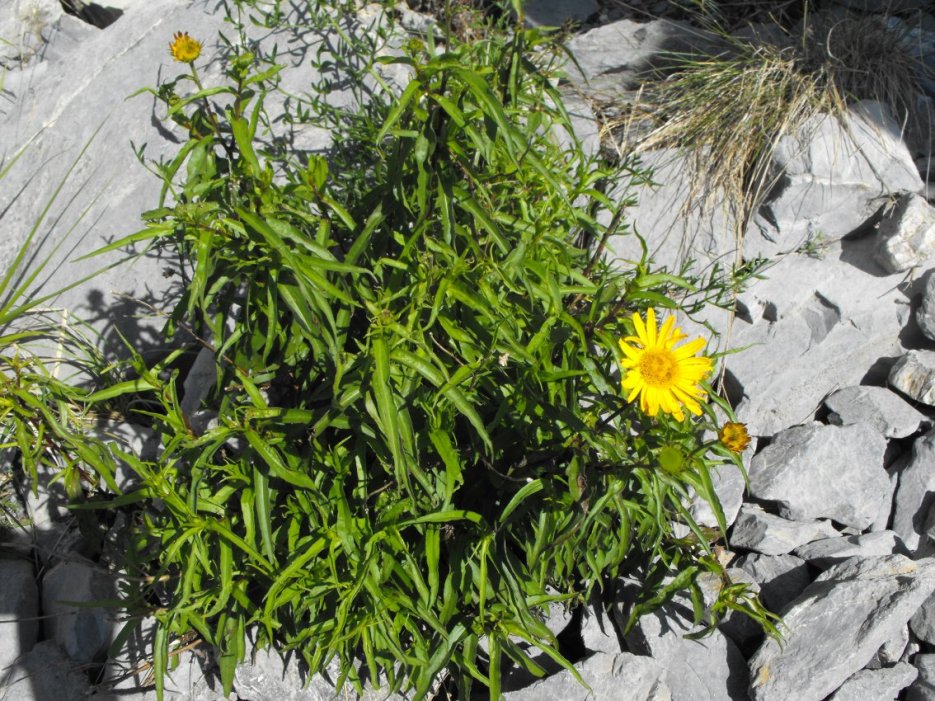 Buphthalmum salicifolium