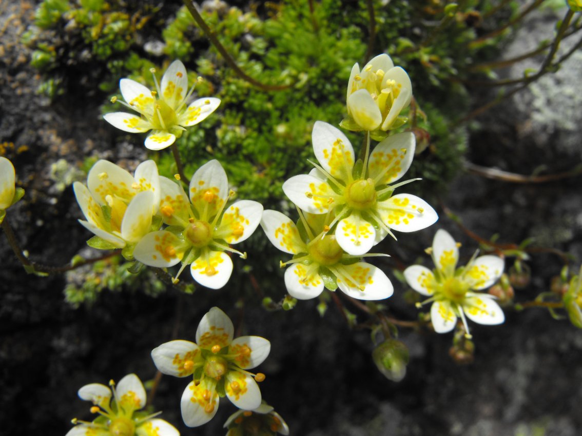 Saxifraga bryoides / Sassifraga brioide