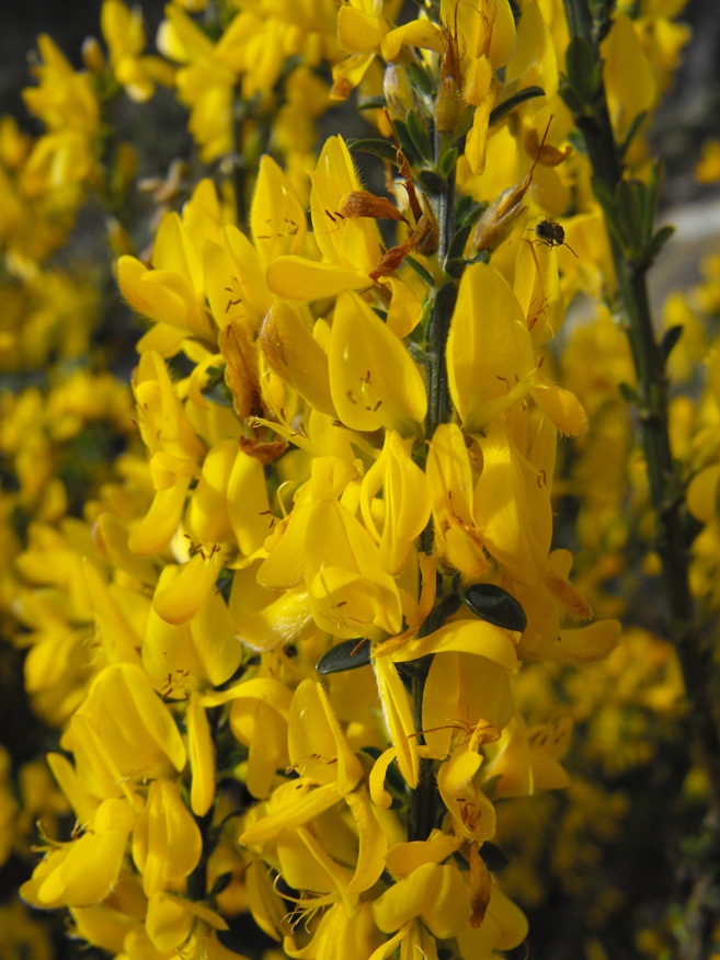 Cytisus scoparius e Genista germanica