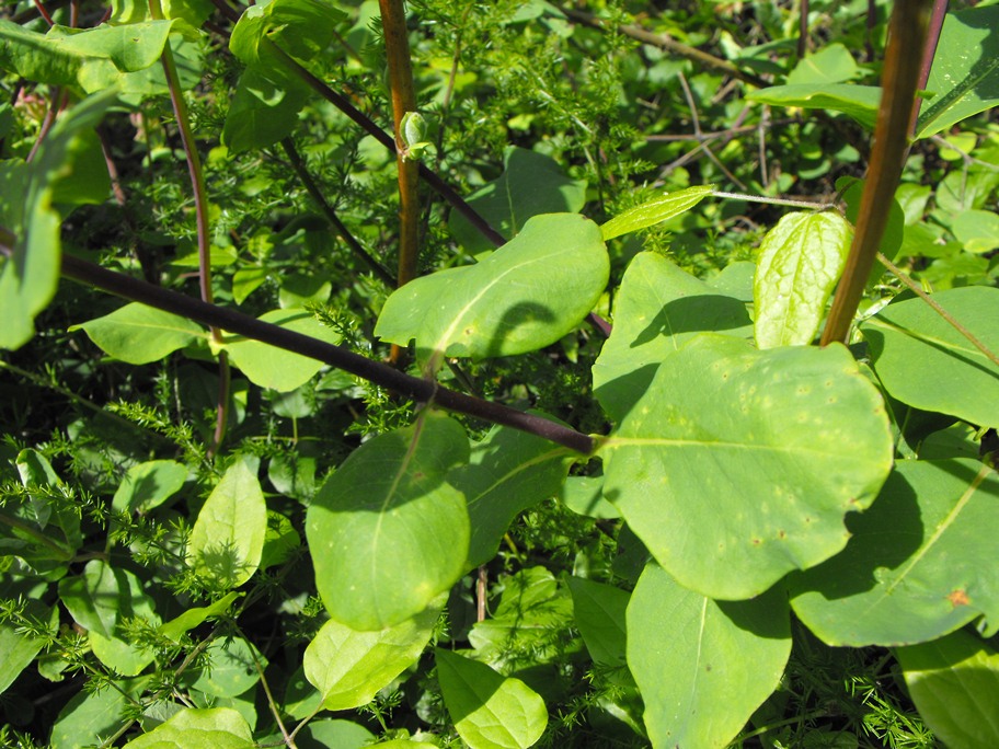 Lonicera periclymenum / Caprifoglio atlantico