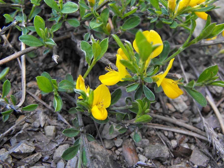Leguminosa da determinare - Genista cfr. pilosa