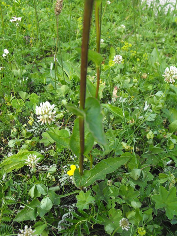 Campanula glomerata