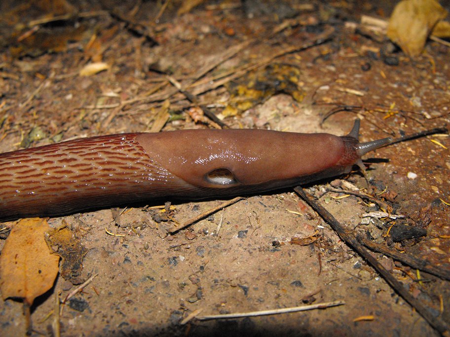 Limax del dacampi-gruppo in Val Graveglia (GE)