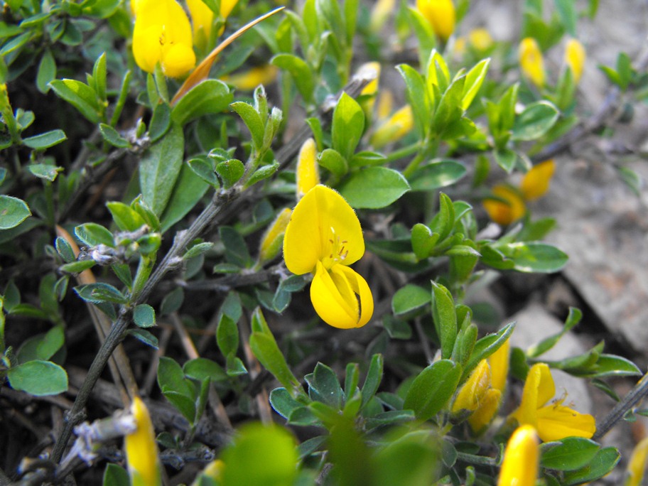 Leguminosa da determinare - Genista cfr. pilosa