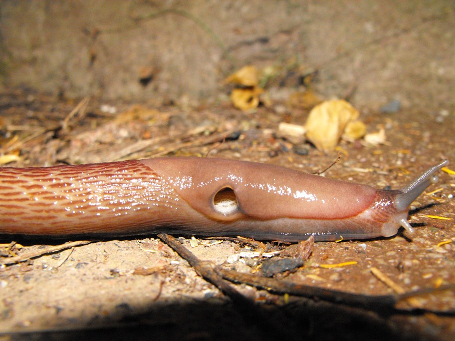 Limax del dacampi-gruppo in Val Graveglia (GE)