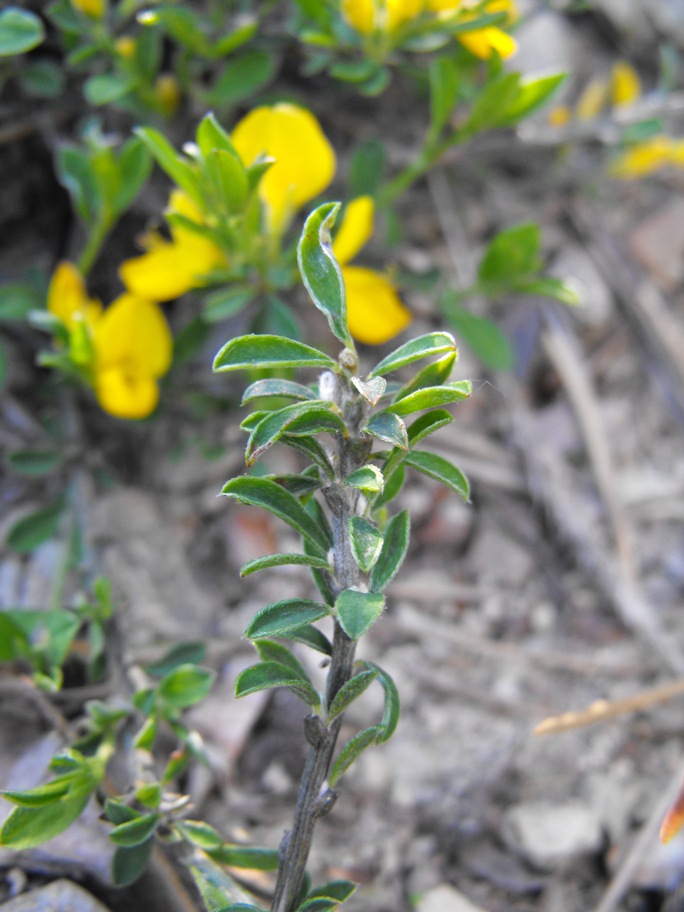 Leguminosa da determinare - Genista cfr. pilosa