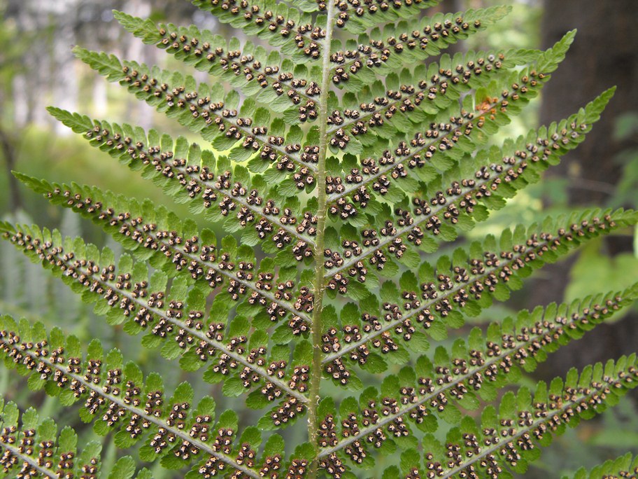 Athyrium filix-femina / Felce femmina