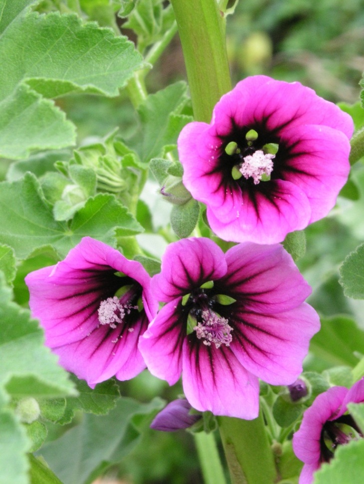 Malva veneta / Malvone maggiore