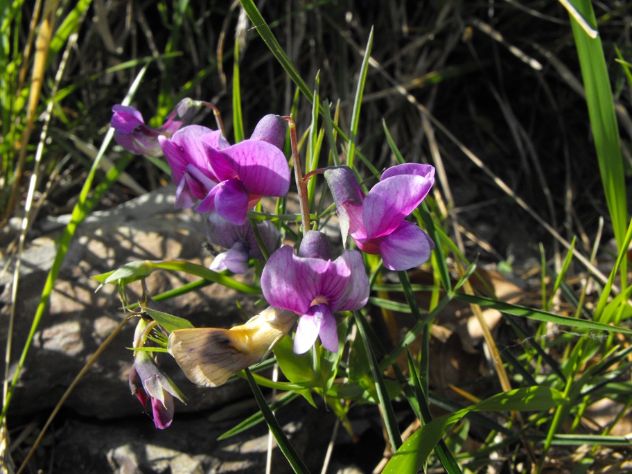 Leguminosa - Lathyrus linifolius