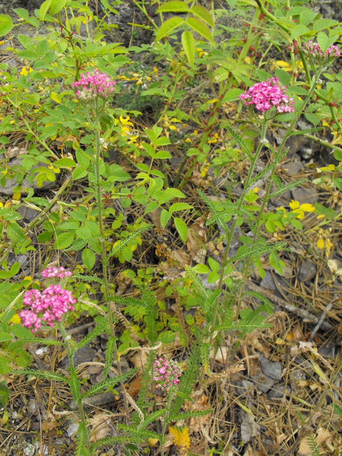 Achillea da determinare