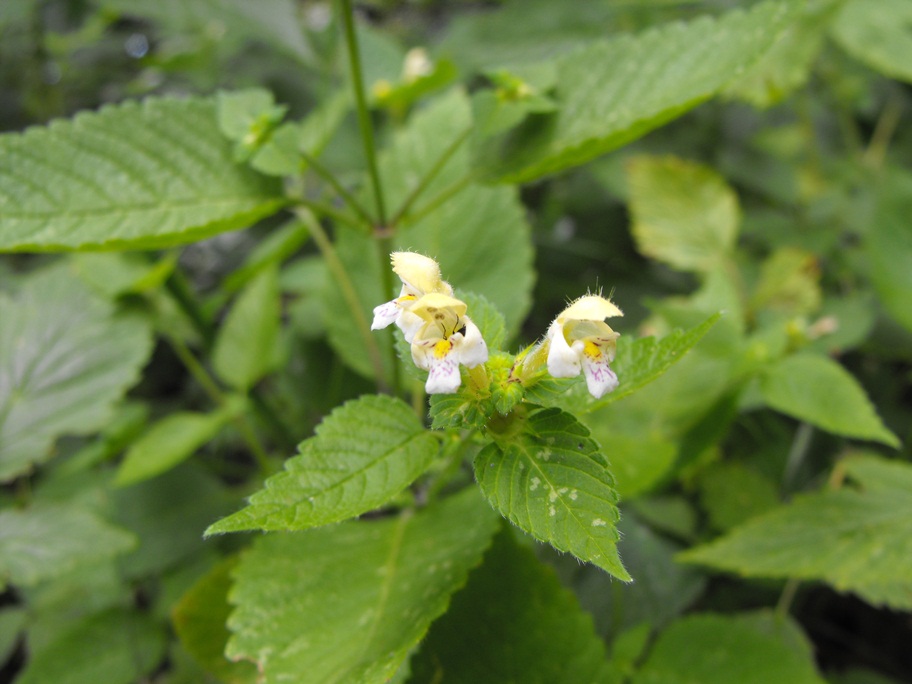 Galeopsis segetum / Canapetta campestre