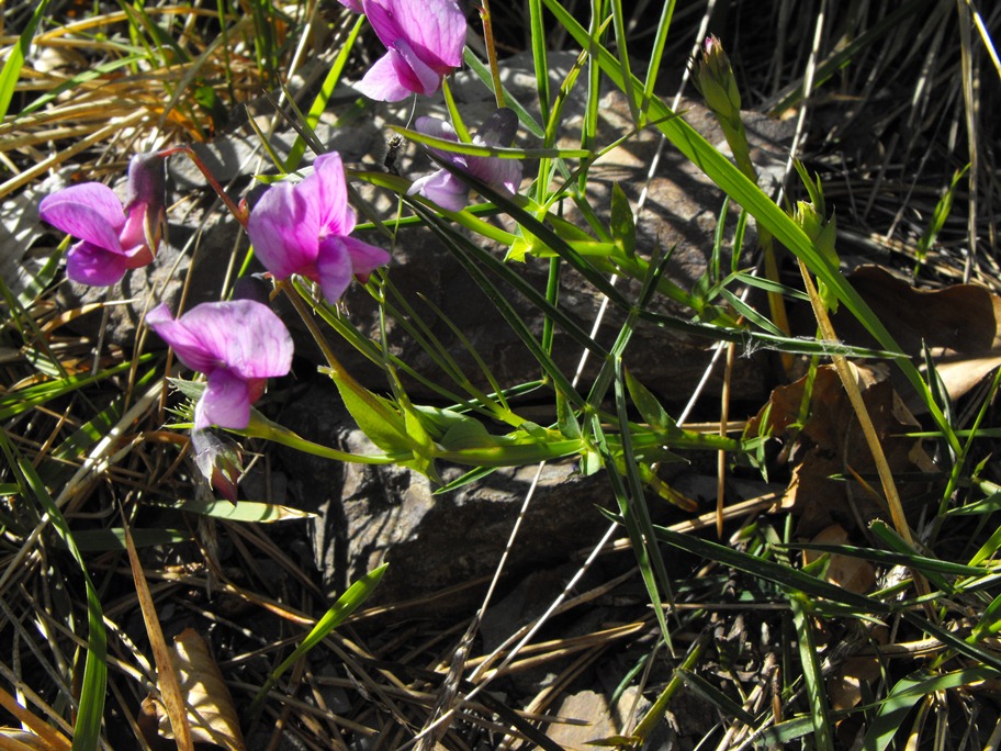 Leguminosa - Lathyrus linifolius
