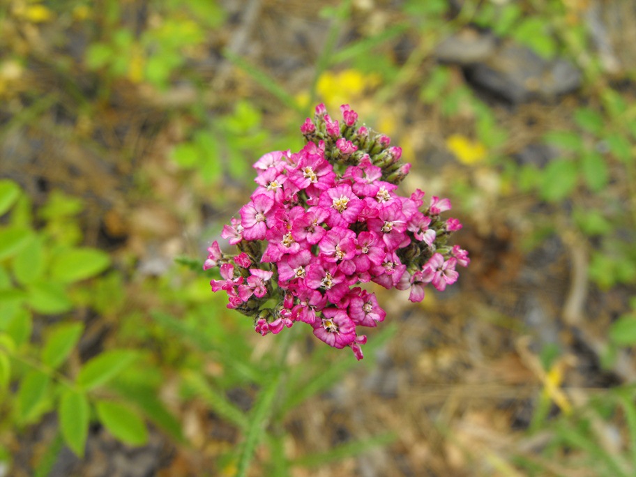 Achillea da determinare