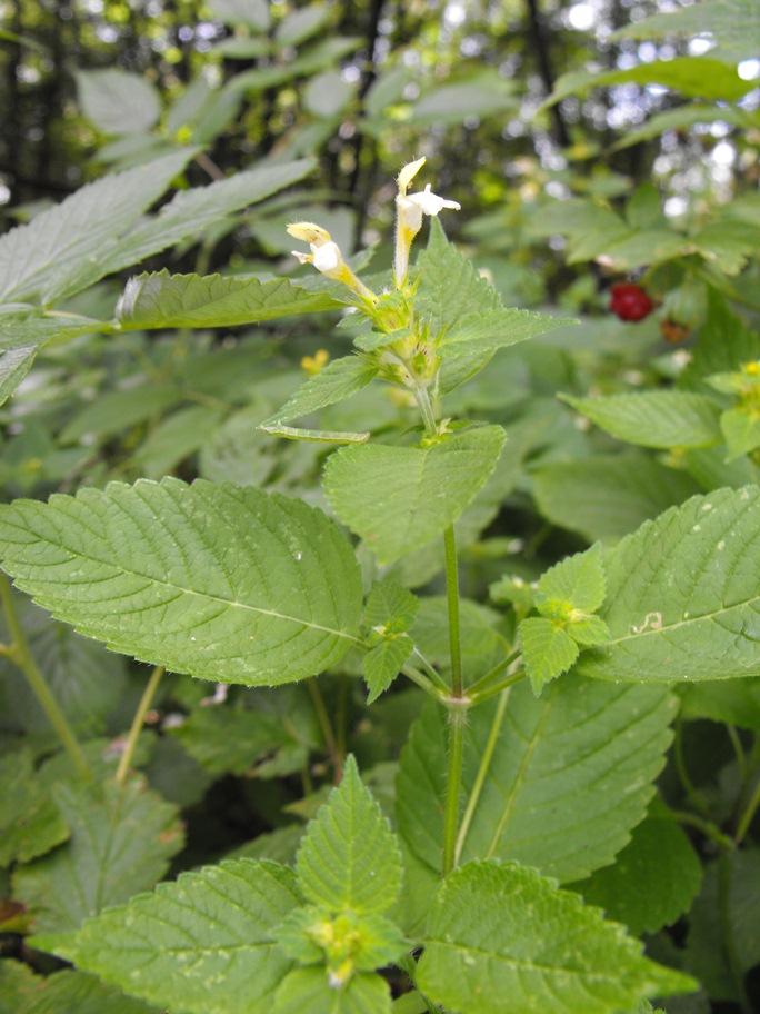Galeopsis segetum / Canapetta campestre