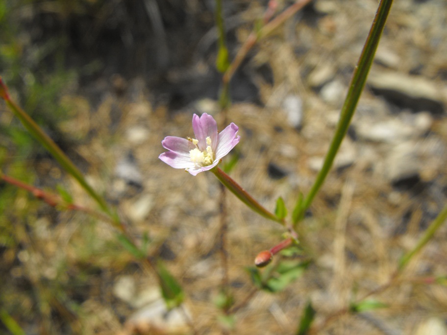 Epilobium da determinare