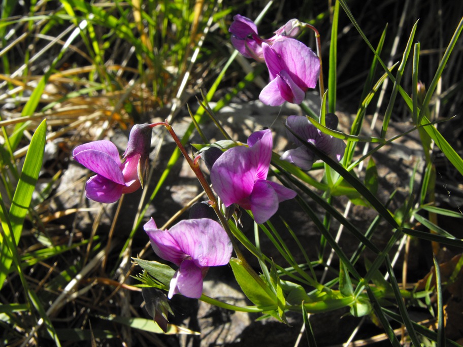 Leguminosa - Lathyrus linifolius