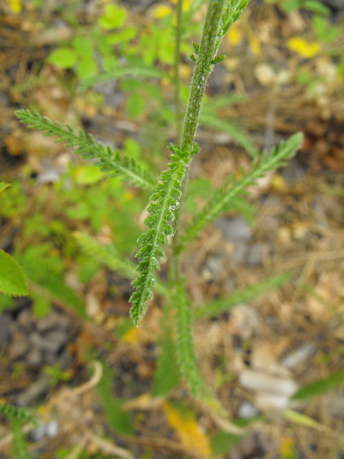 Achillea da determinare