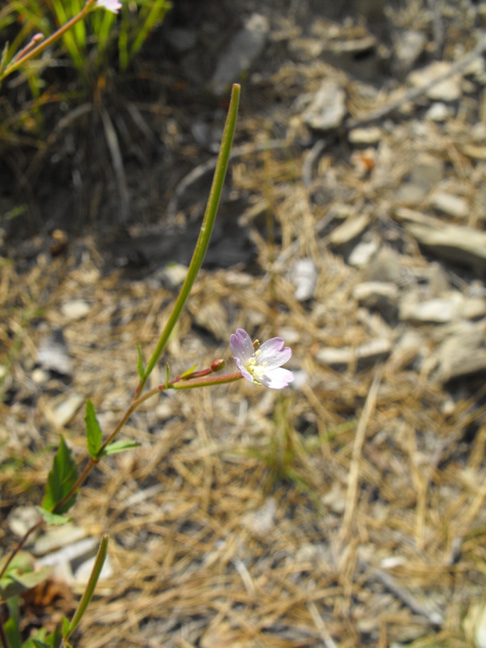 Epilobium da determinare
