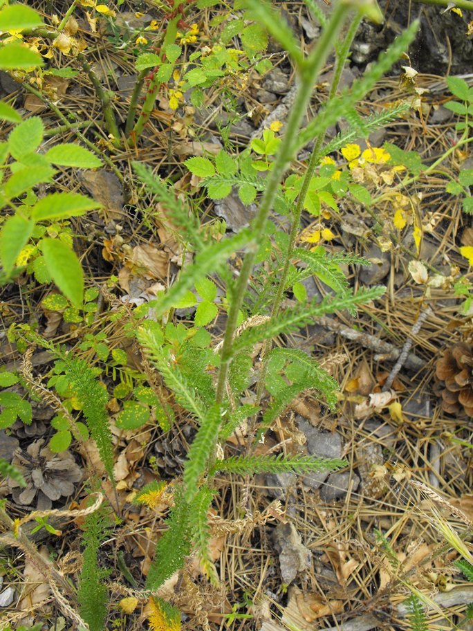 Achillea da determinare