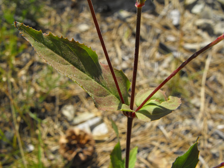 Epilobium da determinare