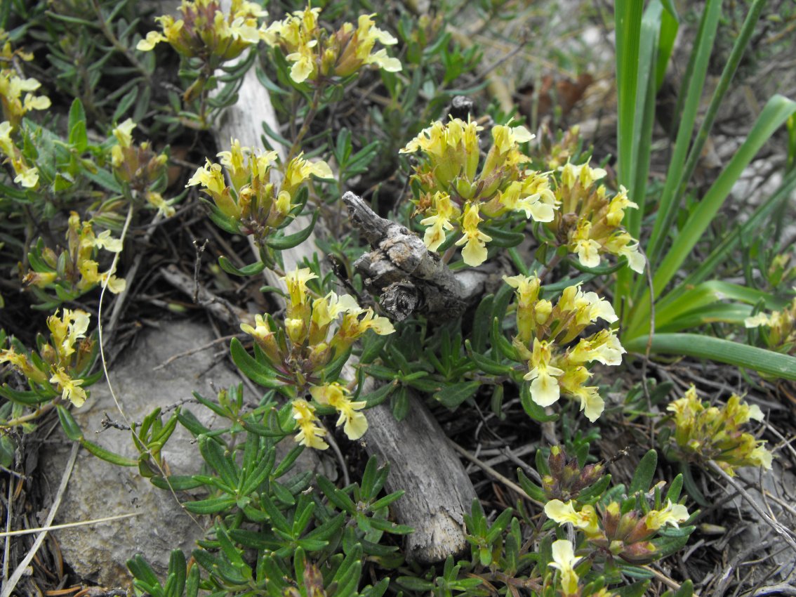 Da determinare - Teucrium montanum