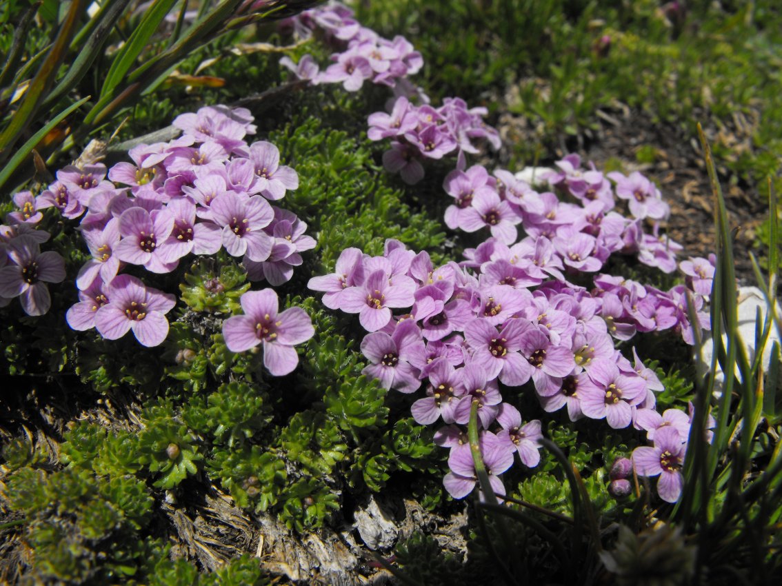 Petrocallis pyrenaica / Petrocallide dei Pirenei