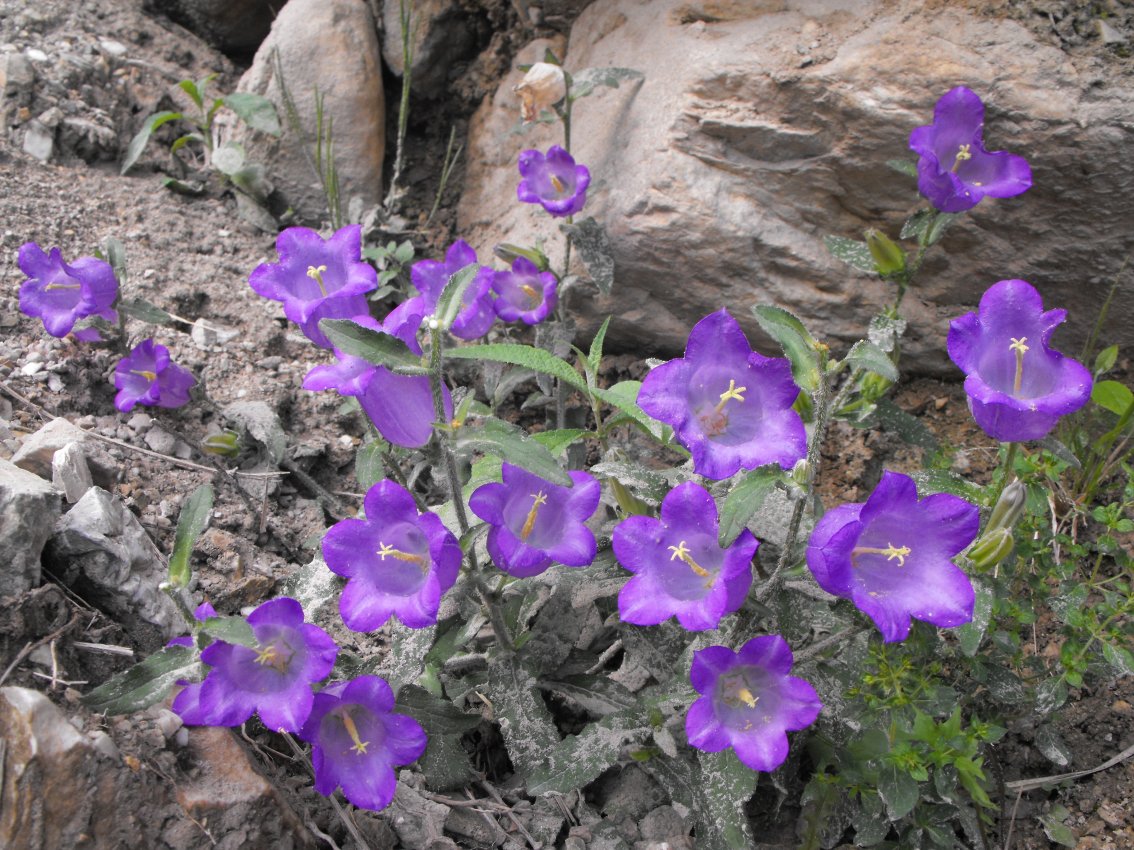 Campanula medium / Campanula toscana
