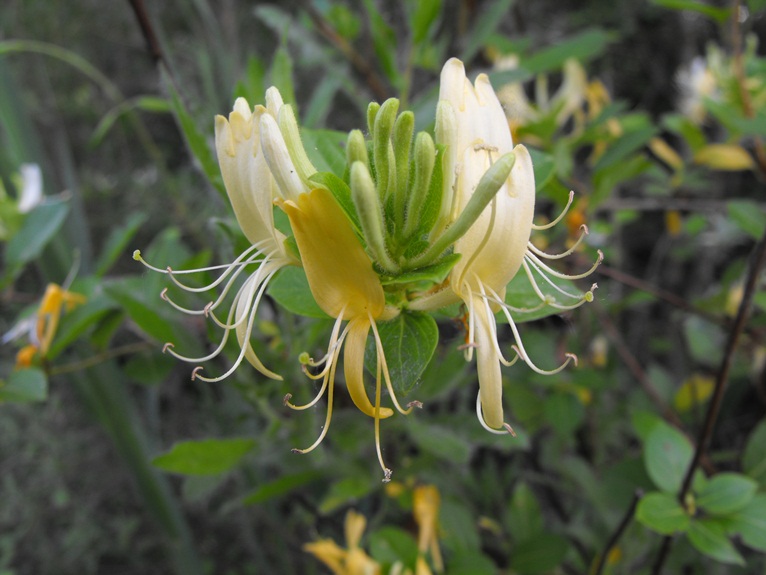 Lonicera japonica / Caprifoglio giapponese