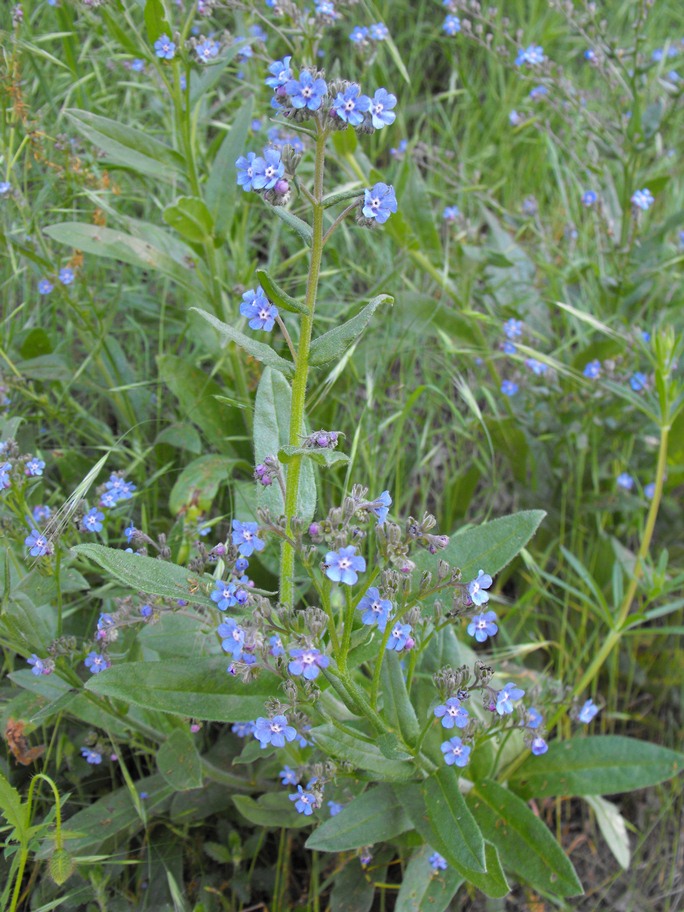 Cynoglottis barrelieri / Buglossa di Barrelier