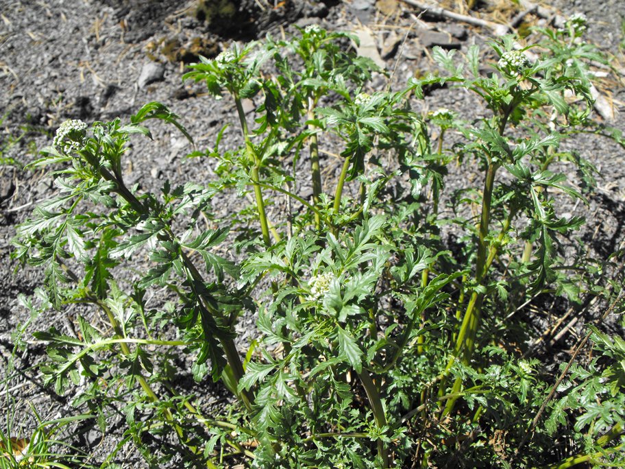 Scrophularia canina