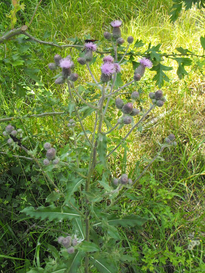 Cirsium arvense / Cardo campestre