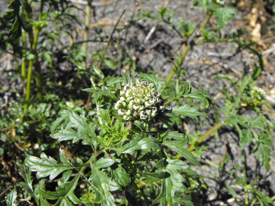Scrophularia canina