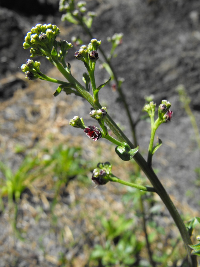 Scrophularia canina