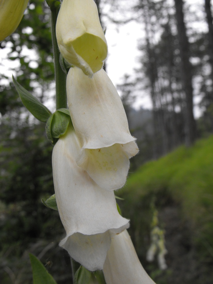 Digitalis purpurea  (apocromia)
