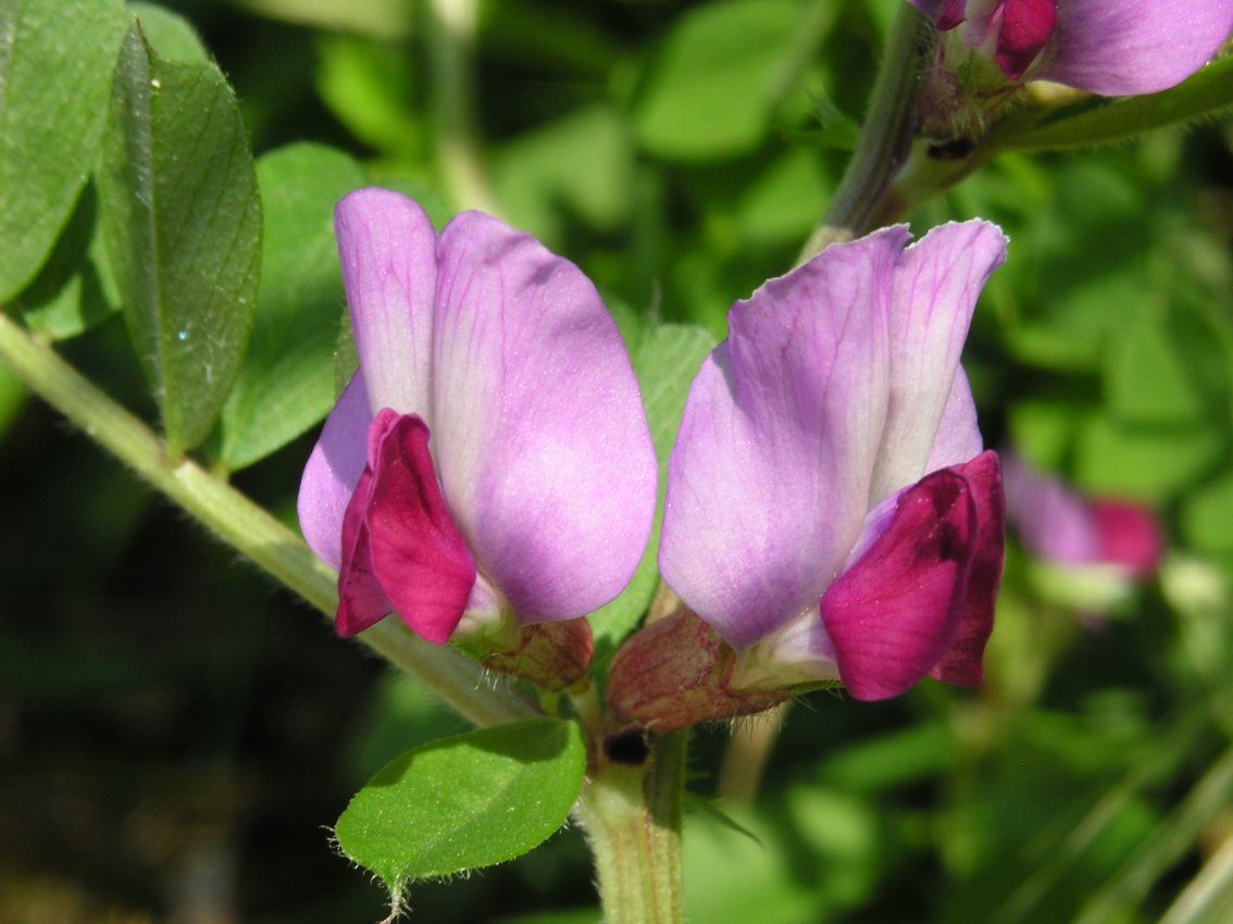 Vicia sativa ?