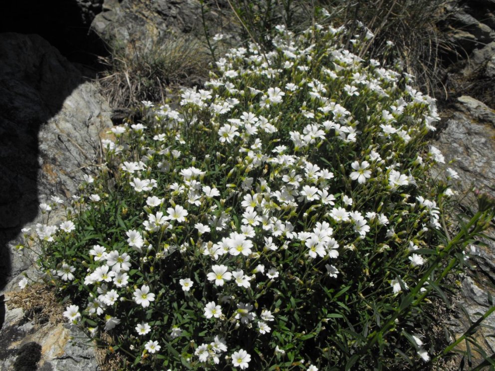 Cerastium utriense /  Peverina di Voltri