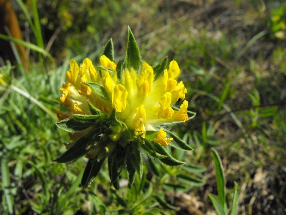 Anthyllis vulneraria