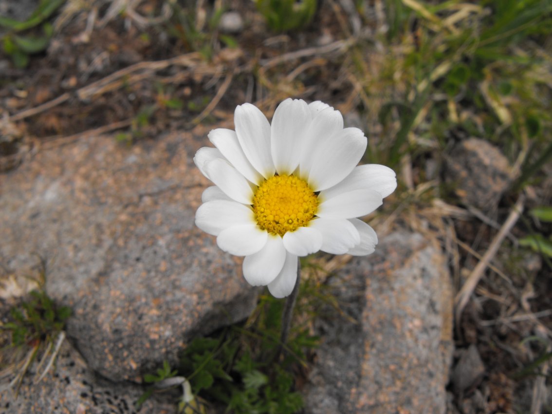 Dolomiti - Leucanthemopsis alpina