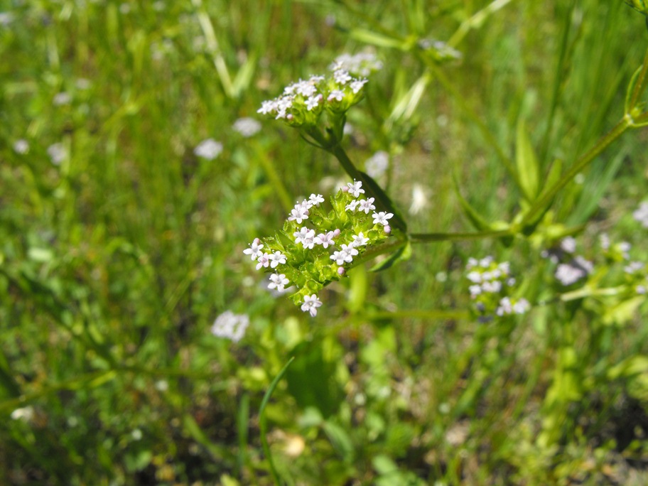 Valerianella sp.