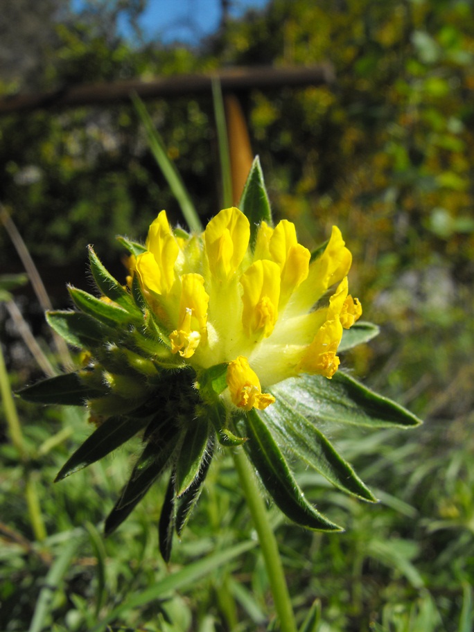 Anthyllis vulneraria