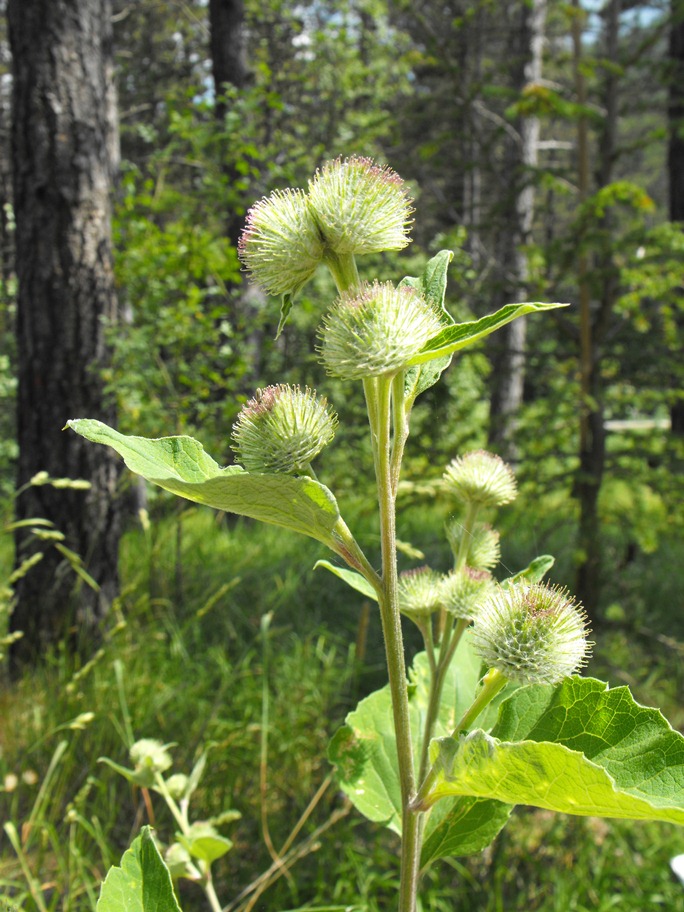 Arctium cfr.  nemorosum