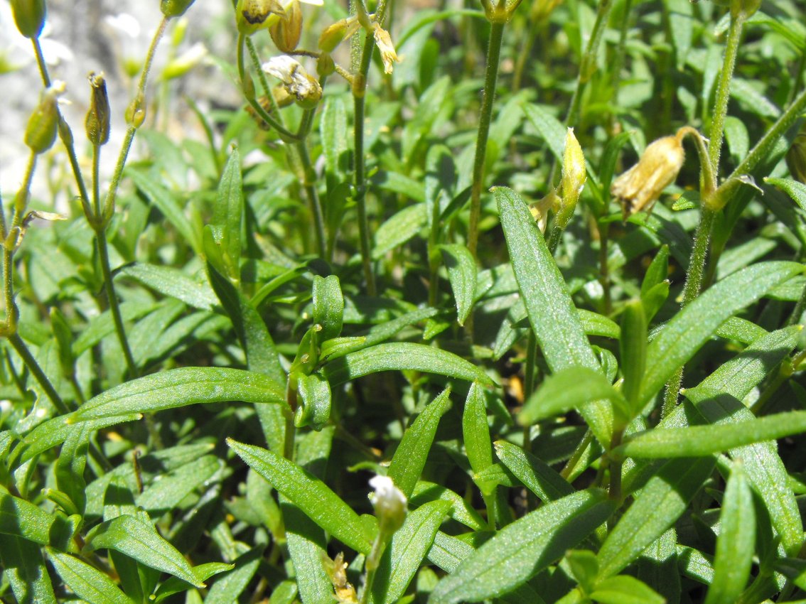 Cerastium utriense /  Peverina di Voltri