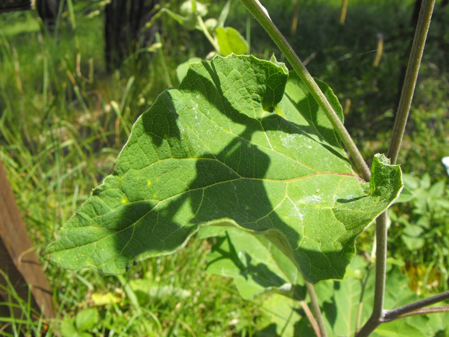 Arctium cfr.  nemorosum