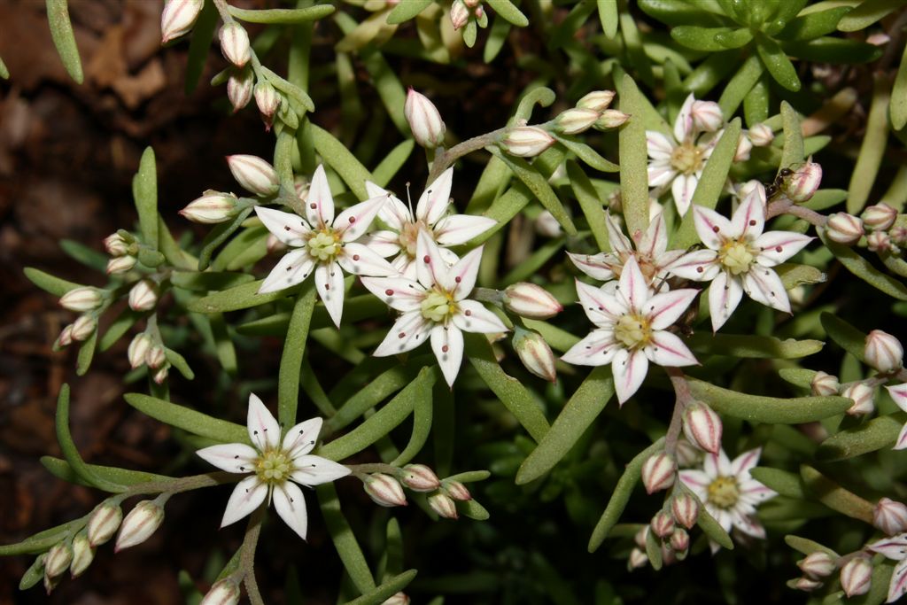 Sedum hispanicum